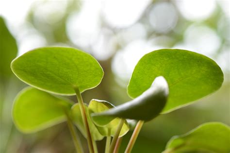 鏡面草風水|【鏡面草風水】鏡面草招財開運！必看8種風水擺放法